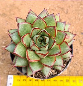 Echeveria mely
