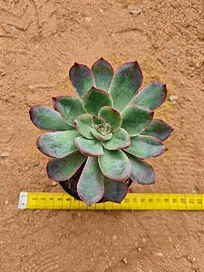 Echeveria savage love