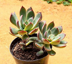 Echeveria savage love