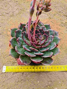 Echeveria santa lewis