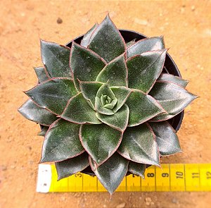 Echeveria monocerotis