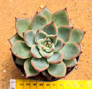 Echeveria halloween