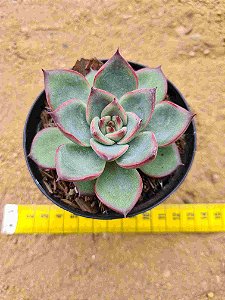Echeveria halloween