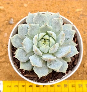 Echeveria prisma