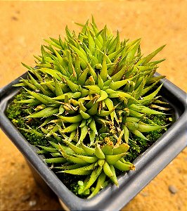 Haworthia chlorocantha var. denticulifera