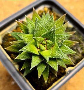 Haworthia fasciata browniana
