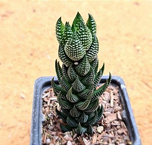 Haworthia reiwardtii