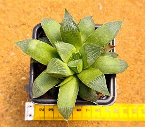 haworthia retusa multilineata