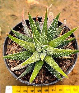 Haworthia snow white
