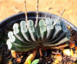 Haworthia truncata