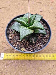 Haworthia venosa ssp tesselata