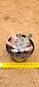 Echeveria Tolimanensis gray silver