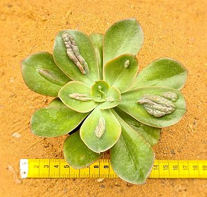 Echeveria Baron bold