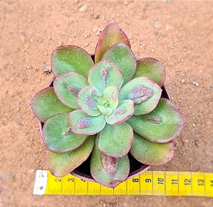 Echeveria Baron bold