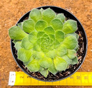 Aeonium Tabuliforme
