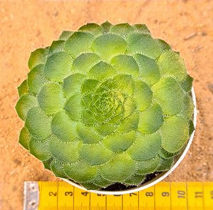 Aeonium Tabuliforme