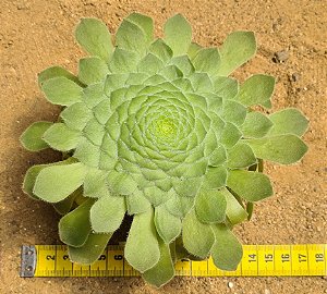 Aeonium Tabuliforme
