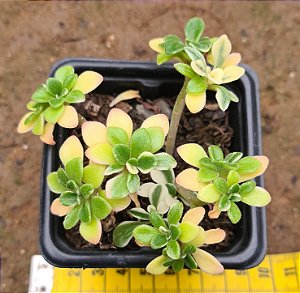 Aeonium Domesticum variegata