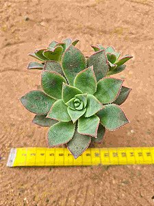 Aeonium Haworthii