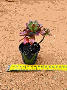 Aeonium leucoblepharum