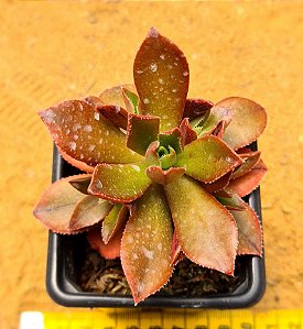 Aeonium leucoblepharum