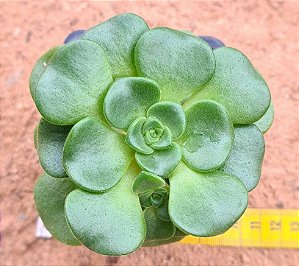 Aeonium Lily Pad