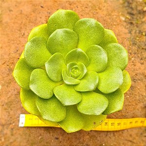Aeonium Lily Pad