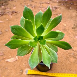 Aeonium Percarneum