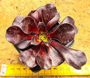 Aeonium Zwartkop
