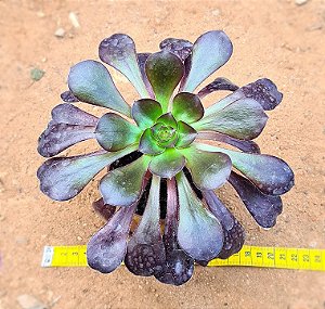 Aeonium Zwartkop