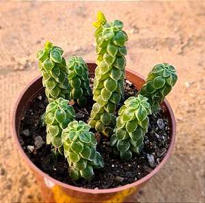 Peperomia Columella
