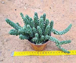 Peperomia Columella