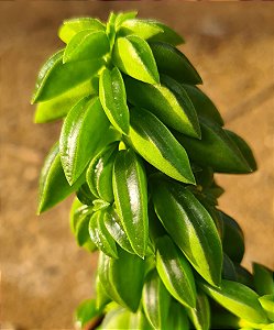 Peperomia dolabriformes