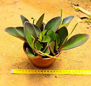 Peperomia obtusifolia - marron