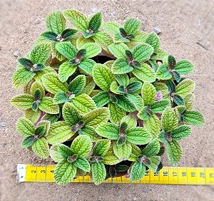 Pilea Involucrata Sims - planta da amizade
