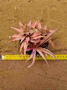 Bromelia Cryptanthus bivittatus - pink