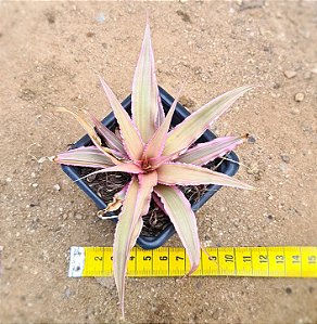 Bromelia Cryptanthus bivittatus - pink