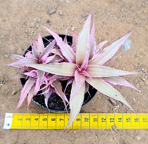 Bromelia Cryptanthus bivittatus - pink