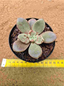 Echeveria Cumbre Vieja