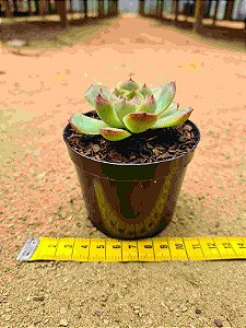 Echeveria Alladin