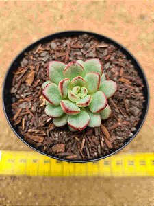 Echeveria Diamond Heart