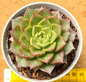 Echeveria Nymeria