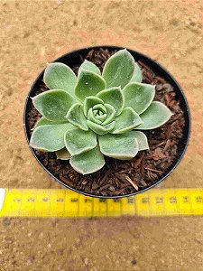 Echeveria Bubbaloo