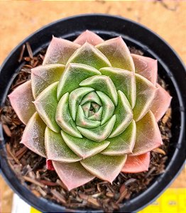Echeveria Bubbaloo