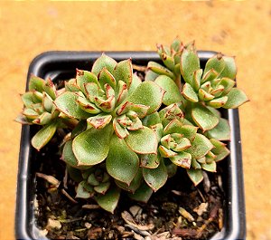 Echeveria supia