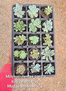 Minisuculenta pote 06