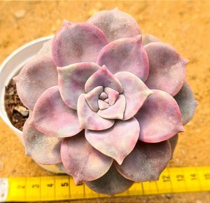 Graptoveria snow white