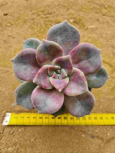 Graptoveria snow white