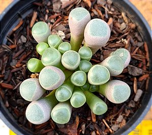 Fenestraria aurantiaca  - Dedinho de ET