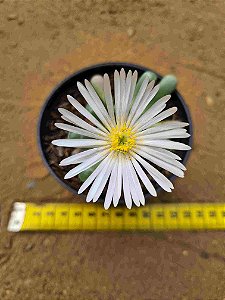 Fenestraria aurantiaca  - Dedinho de ET